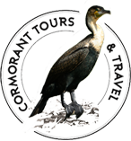 cormorant 