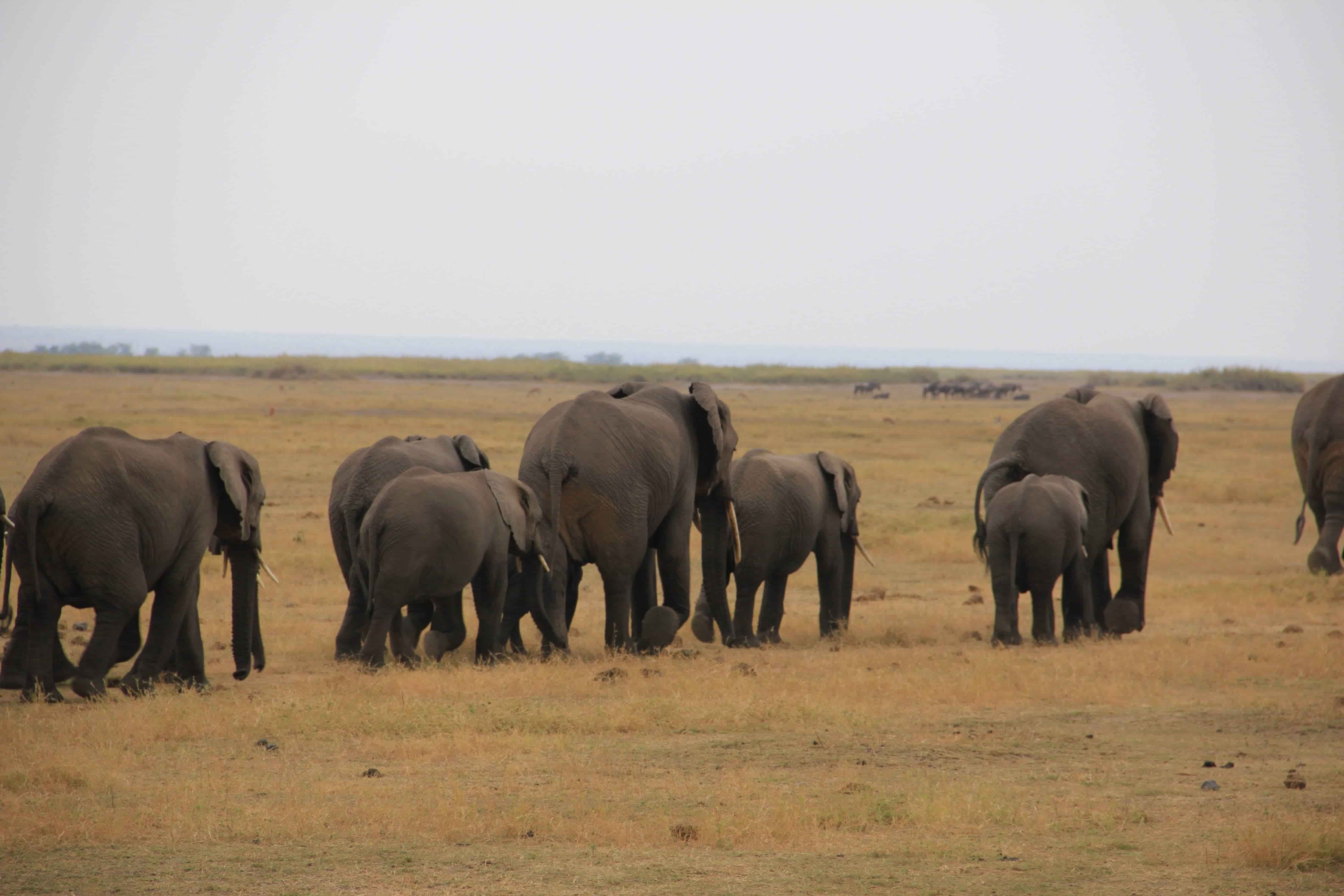 Amboseli