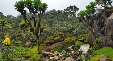 Aberdares National Park