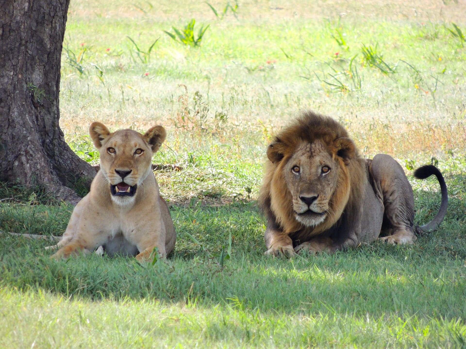 Tanzania Safari: Cormorant Tours and Travel Safaris